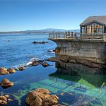 California sea lion habitat, california sea lion habitat, california sea .