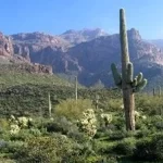Saguaro cactus in the desert with mountains in the background.