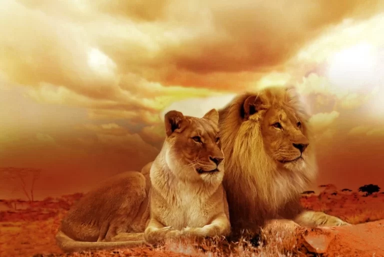 A lion and a lioness, exuding leadership, sitting in the grass.