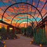 The cactus garden at the arizona botanical garden.